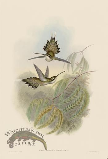 Gould Hummingbird 024